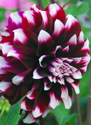 Dahlia Contraste - Dalii deosebite tuberculi bulbi