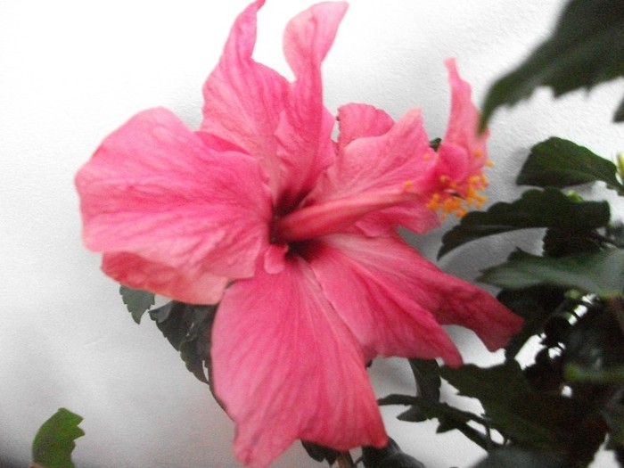 poze 230 - hibiscusi