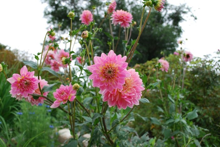 Dahlia Gerrie Hoek - Dalii deosebite tuberculi bulbi