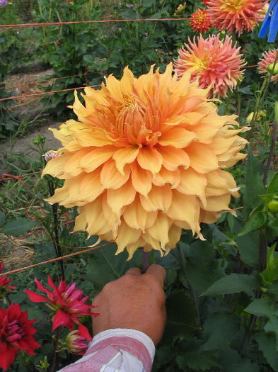 Dahlia Hamari gold