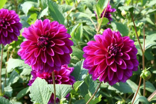 Dahlia Le Baron - Dalii deosebite tuberculi bulbi