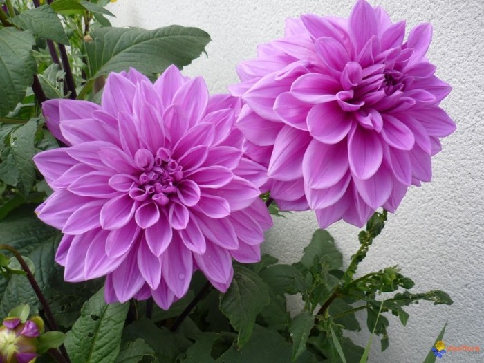 Dahlia Lilac Time - Dalii deosebite tuberculi bulbi