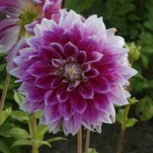 Dahlia Purple Explosion - Dalii deosebite tuberculi bulbi