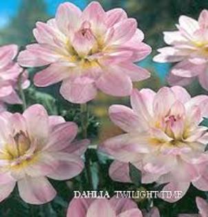 Dahlia Twilight Time