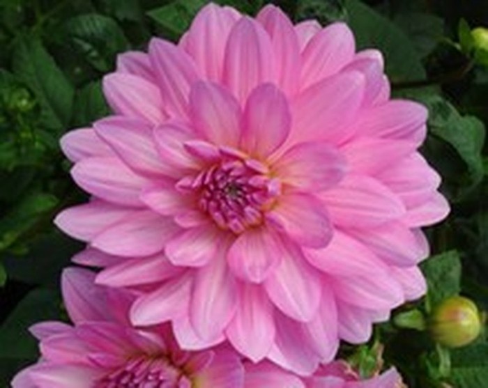 Dahlia Christine