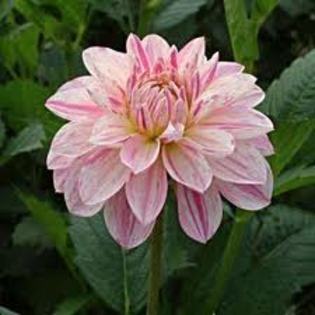 Dahlia Bonesta - Dalii deosebite tuberculi bulbi