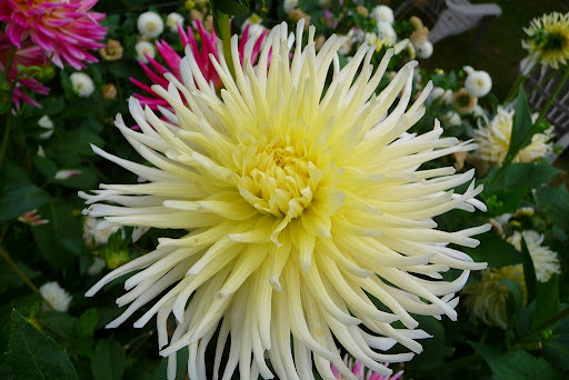Dahlia Yellow Star