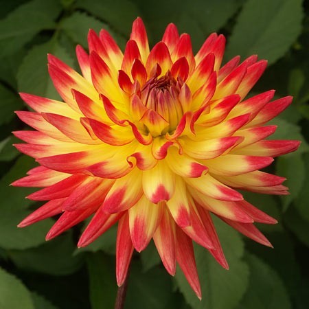 Dahlia Bridge View Aloha