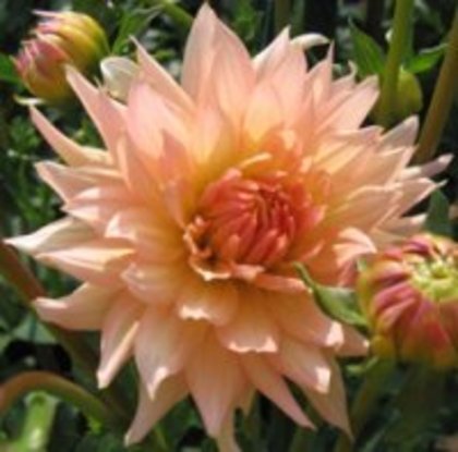 Dahlia Henriette
