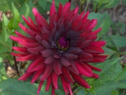 Dahlia Chat Noir - Dalii deosebite tuberculi bulbi