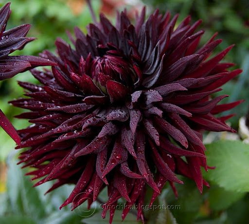 Dahlia Black Jack