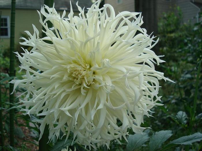 Dahlia Tsuki Yori No Shisha