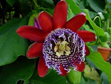 Passiflora_Alata