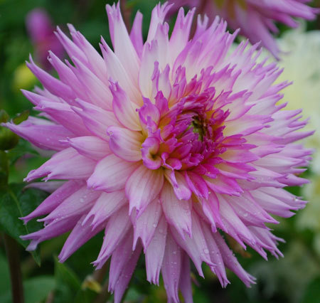 Dahlia Winter Springs - Dalii deosebite tuberculi bulbi