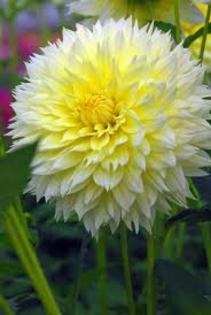 Dahlia Canary Fubuki