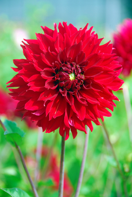 Dahlia Red Fubuki