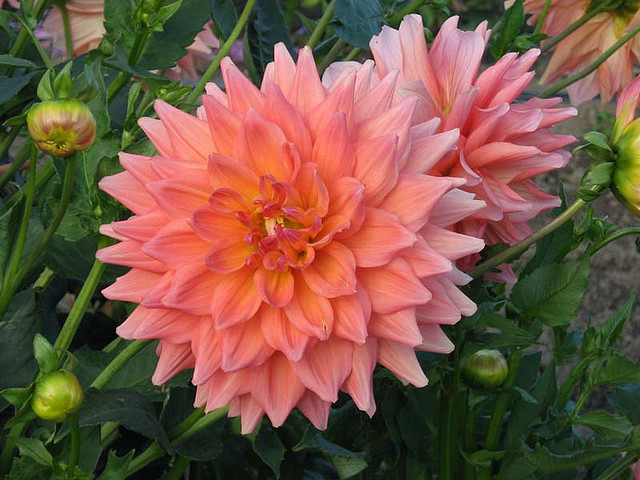 Dahlia Ace Summer Sunset
