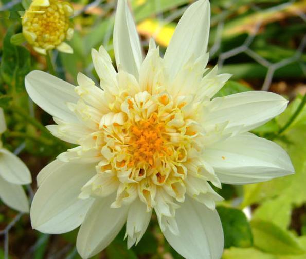 Dahlia Toto
