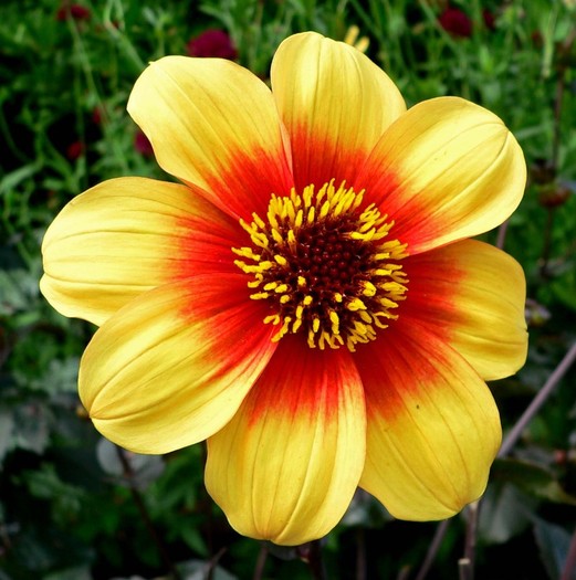 Dahlia Moonfire