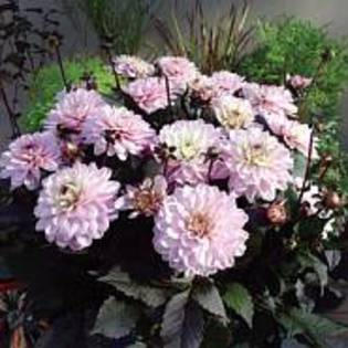 Dahlia Melody Harmony