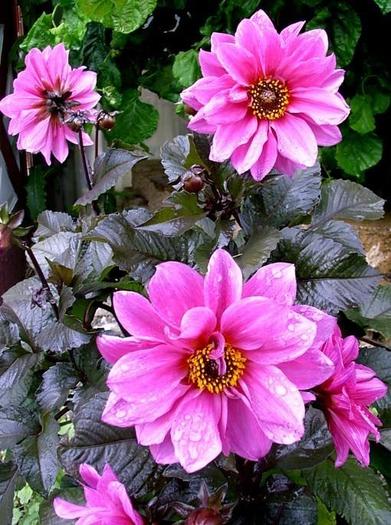 Dahlia Fascination - Dalii deosebite tuberculi bulbi