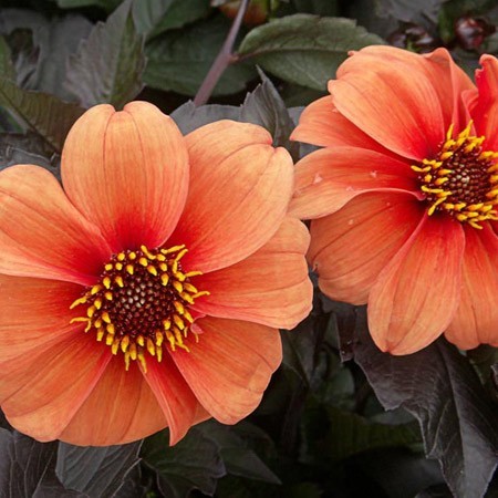 Dahlia Caterine Deneuve