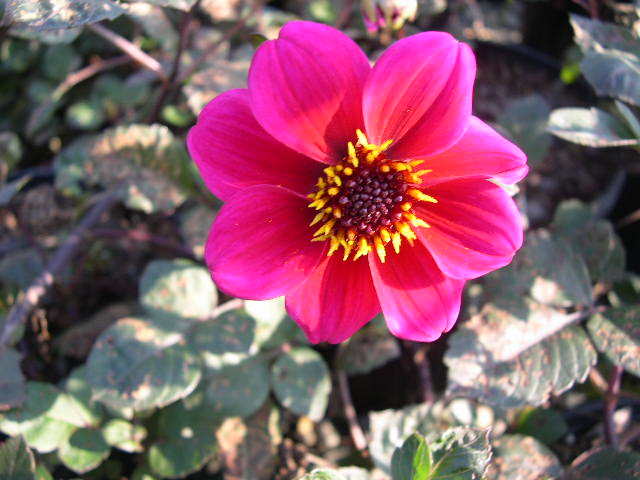 Dahlia Roxy