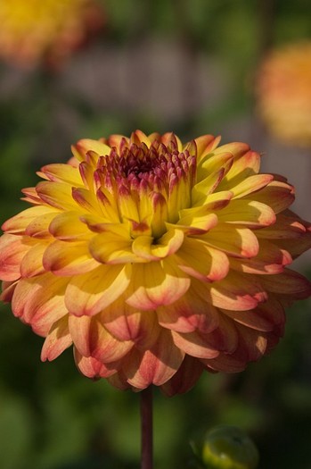 Dahlia Icoon - Dalii deosebite tuberculi bulbi