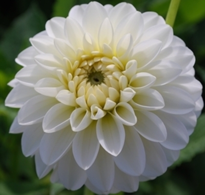 Dahlia Snowcap