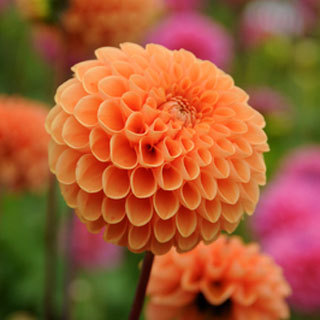 Dahlia Sylvia