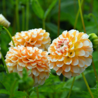 Dahlia Brandon James