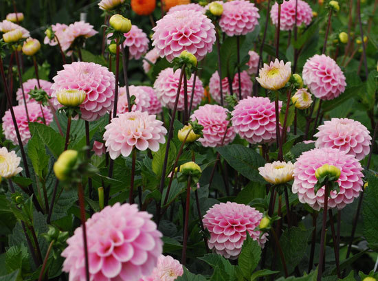 Dahlia Wizard of Oz