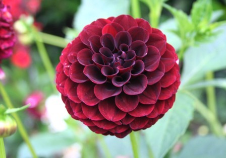 Dahlia Tam tam - Dalii deosebite tuberculi bulbi