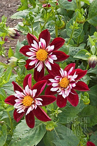 Dahlia Night Butterfly