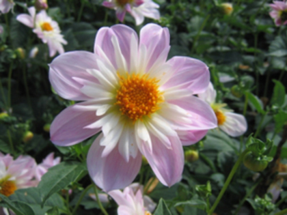 Dahlia Teesbrooke Audrey - Dalii deosebite tuberculi bulbi