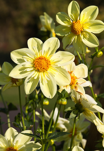 Dahlia Clair de Lune