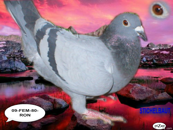 4 - Porumbei de vanzare 2012