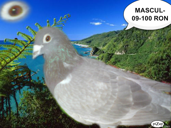 13 - Porumbei de vanzare 2012