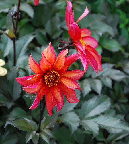 Dahlia Waltzing Matilda - Dalii deosebite tuberculi bulbi