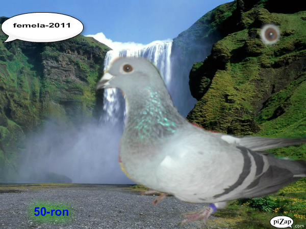 16 - Porumbei de vanzare 2012