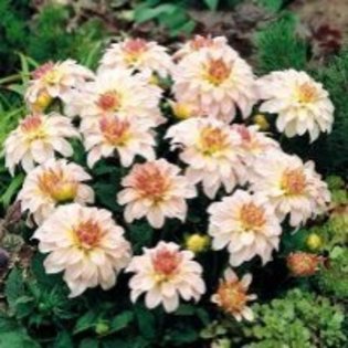 Dahlia Gallery Monet - Dalii deosebite tuberculi bulbi