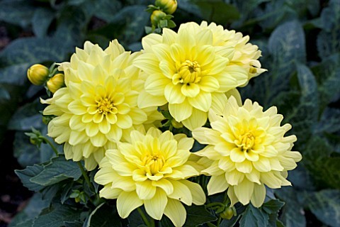 INDISPONIBIL Dahlia Gallery Pinto