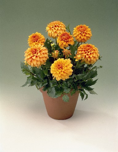 INDISPONIBIL Dahlia Gallery Vermeer