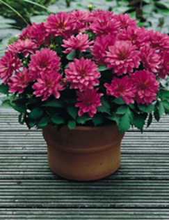 Dahlia Gallery Renoir