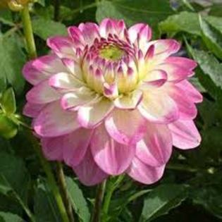 Dahlia Melody Dixie