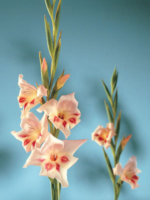 Gladiolus nanus Elvira - Gladiole bulbi specii si altele