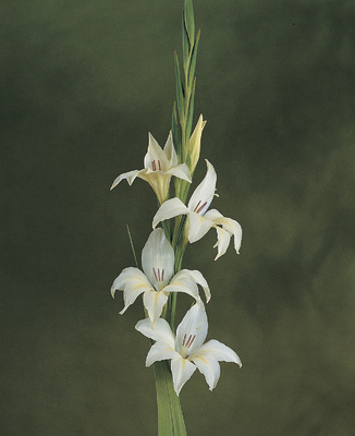 Gladiolus colvillei Albus