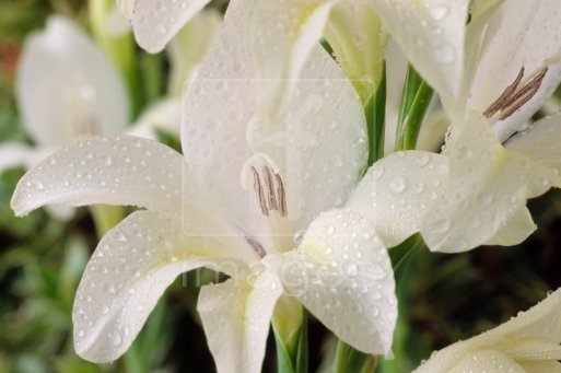 Gladiolus colvillei Albus 2