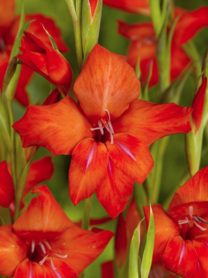 Gladiolus primilus ‘Mirella’ - Gladiole bulbi specii si altele