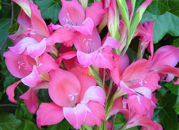 Gladiolus tubergenii Charm - Gladiole bulbi specii si altele